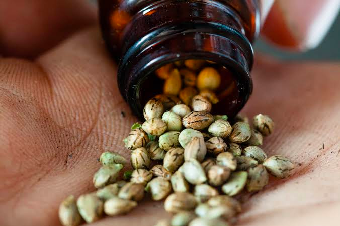 Holistic Healing: The Comprehensive Wellness Benefits of Cannabis Seeds